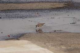 Image of Long-billed Plover