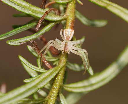 Sivun Sidymella rubrosignata (L. Koch 1874) kuva