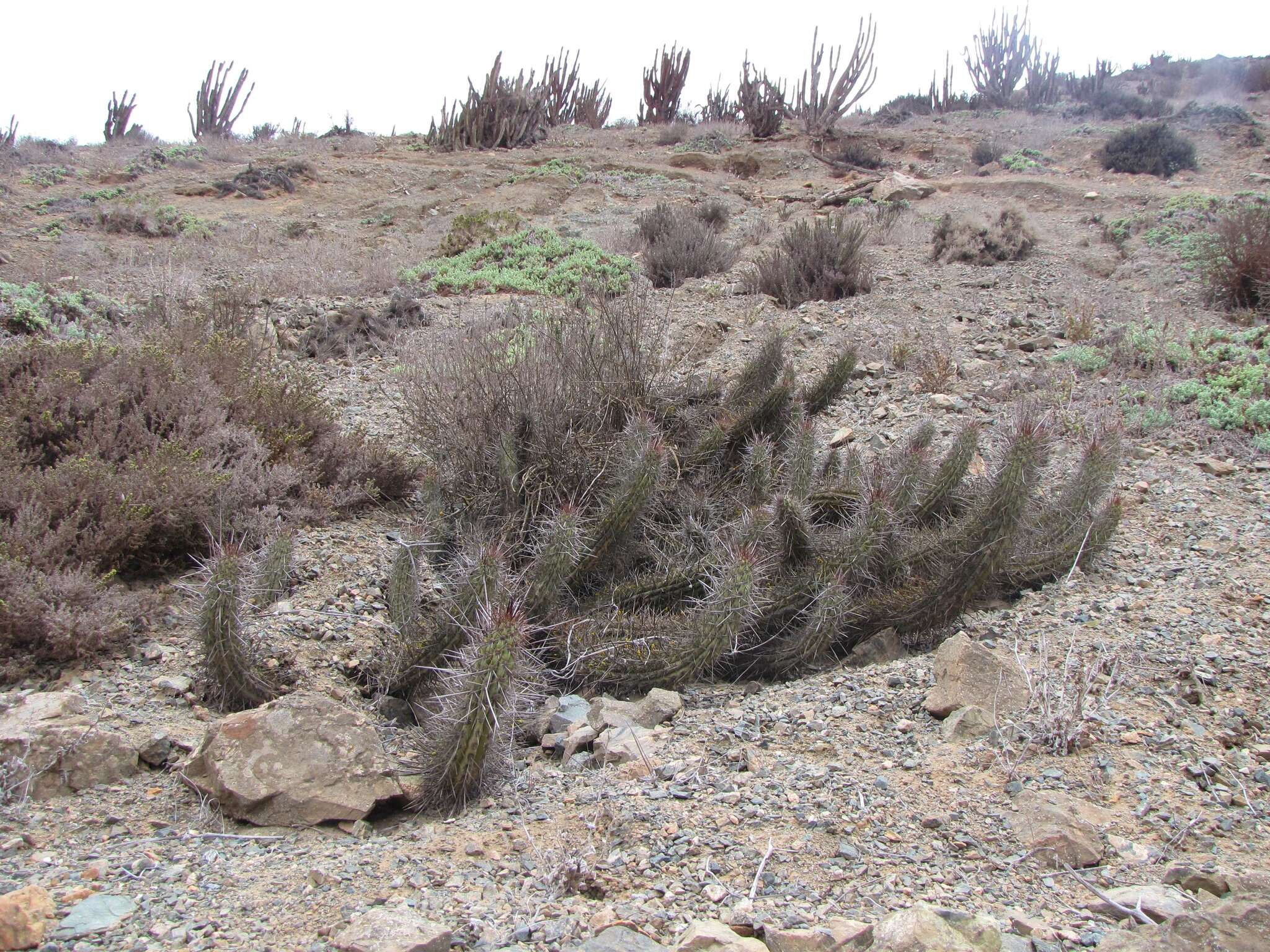 Image de Echinopsis deserticola (Werderm.) H. Friedrich & G. D. Rowley