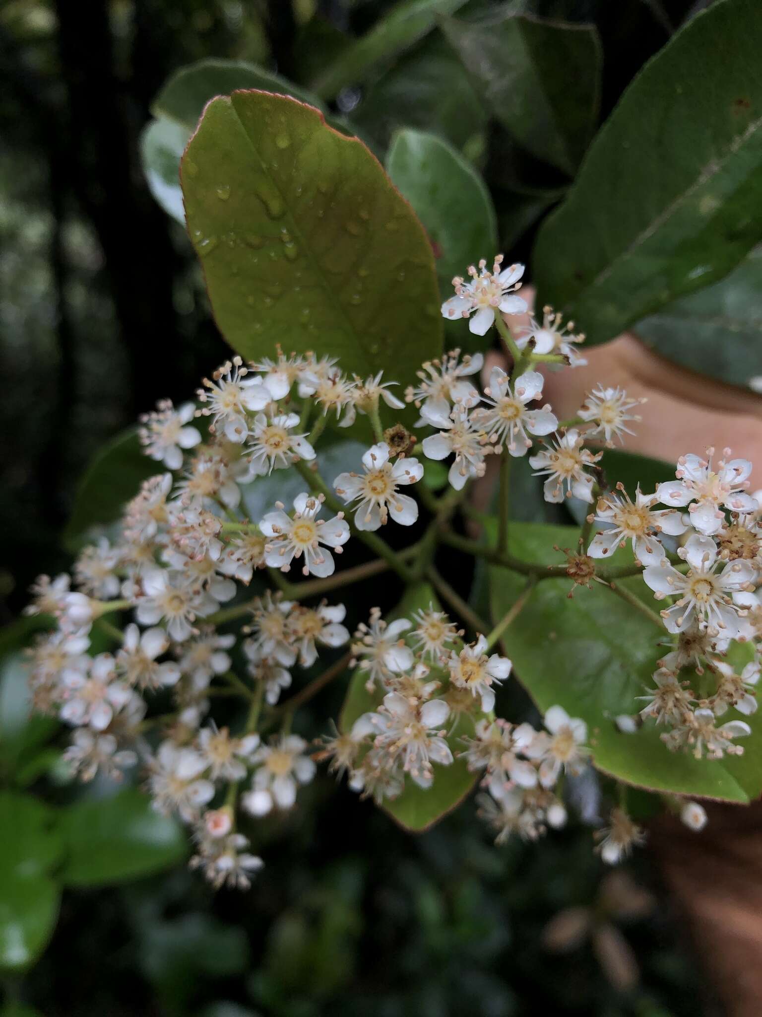 Слика од Photinia raupingensis K. C. Kuan