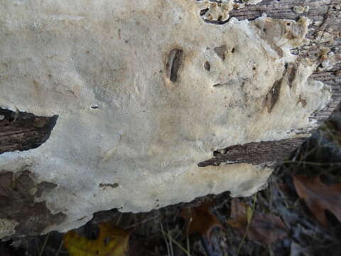 Image of Perenniporia medulla-panis (Jacq.) Donk 1967