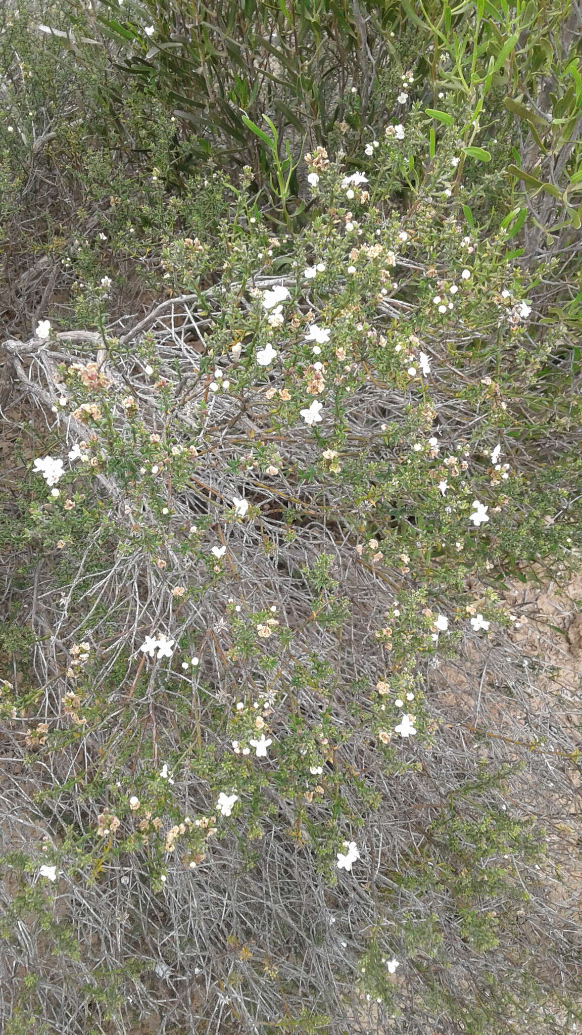 Image of Westringia rigida R. Br.