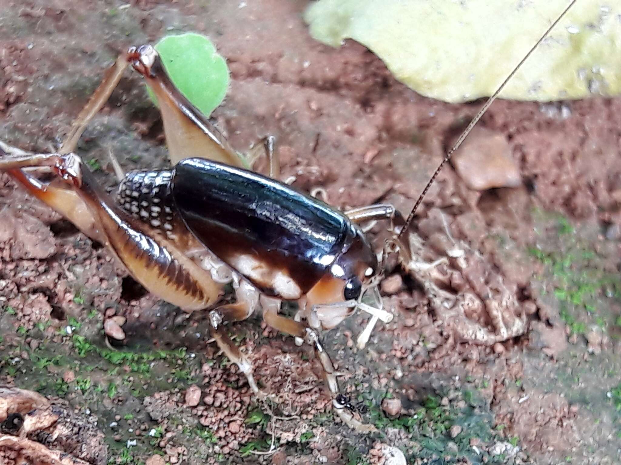 Image of Apotetamenus clipeatus Brunner von Wattenwyl 1888