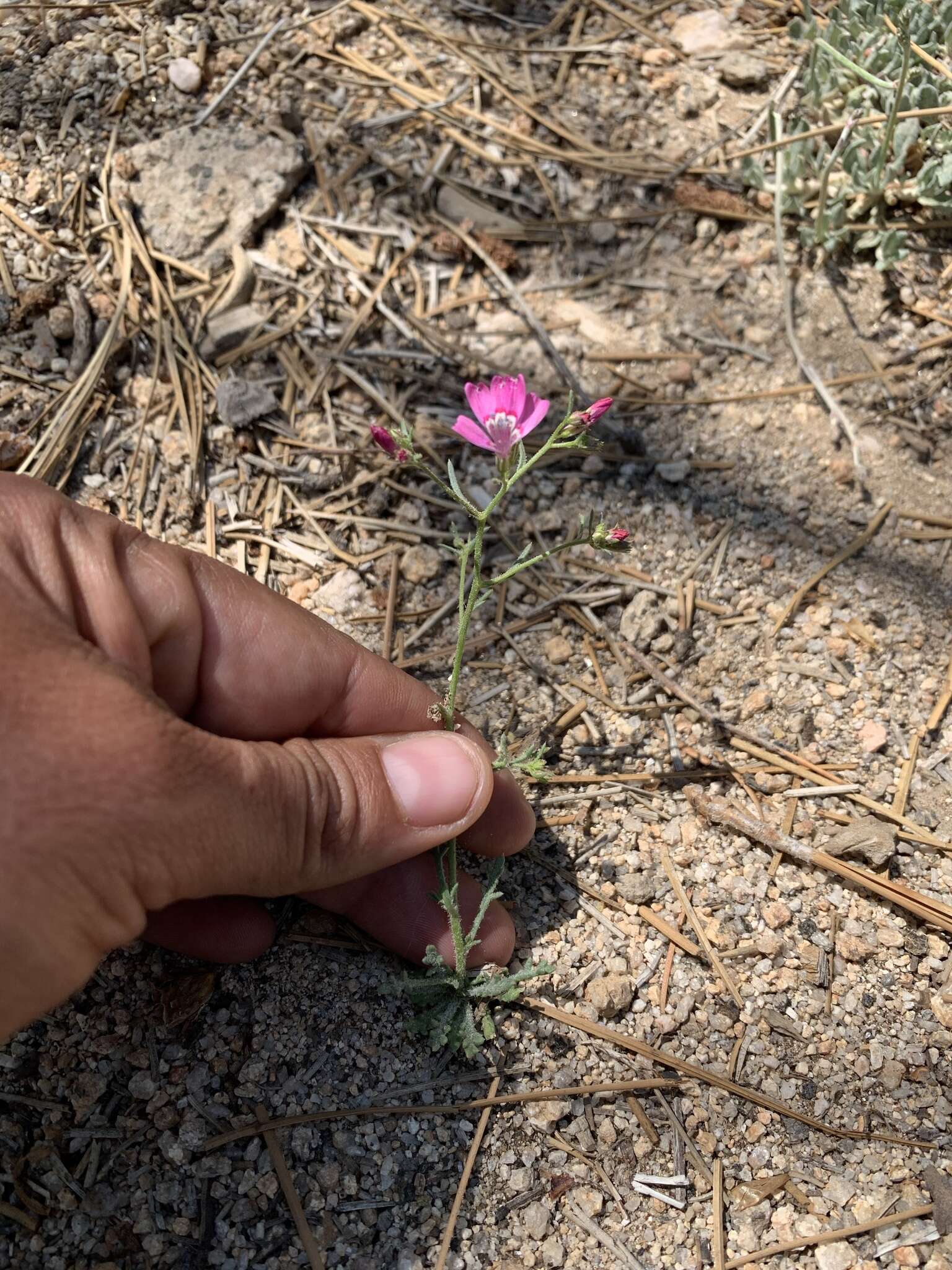 Image of Baja California ipomopsis