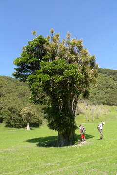 Image of Griselinia lucida (J. R. Forst. & G. Forst.) G. Forst.