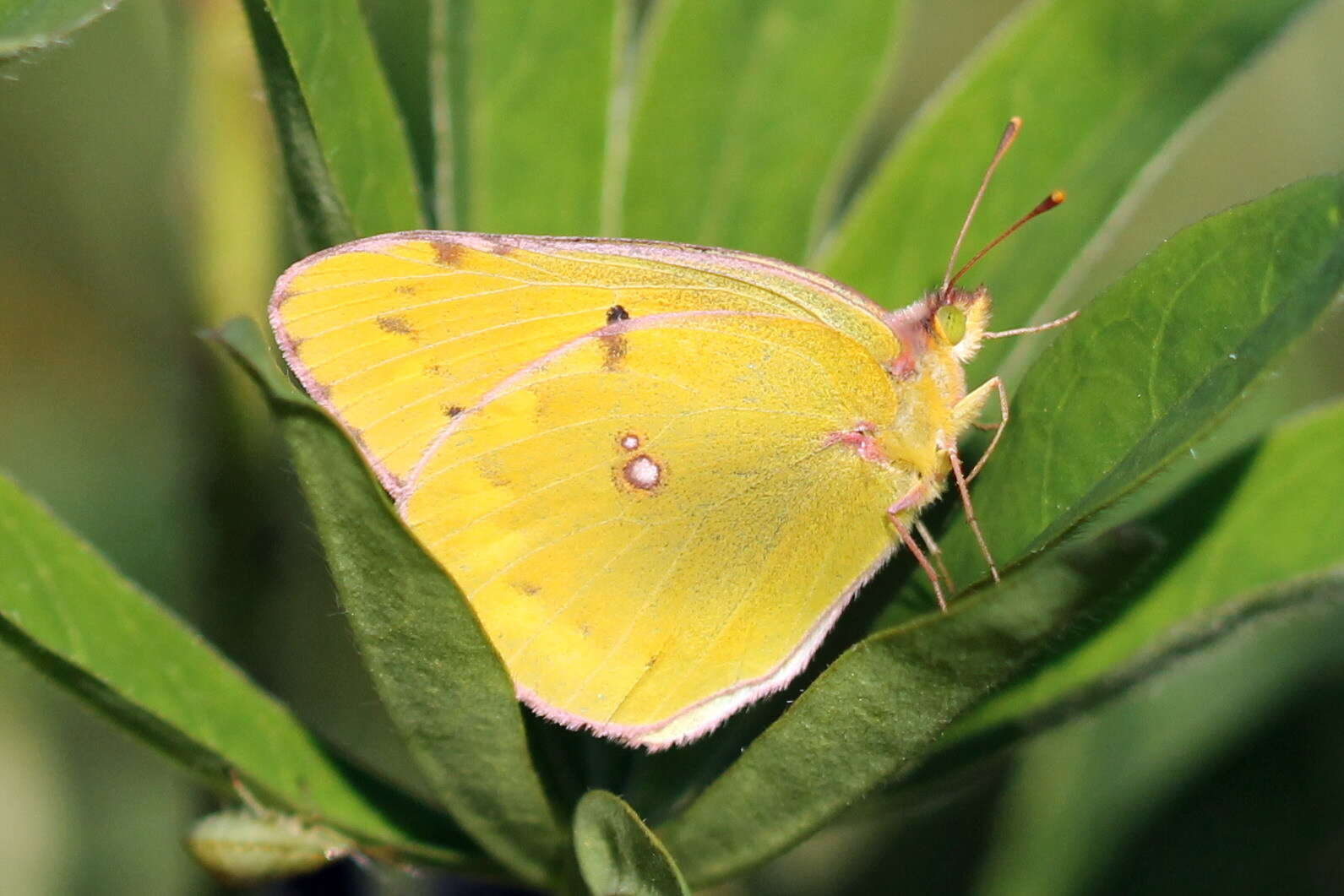 Plancia ëd Colias myrmidone (Esper 1781)