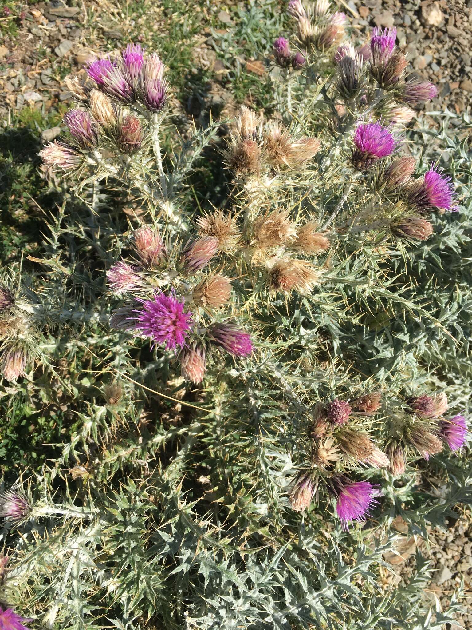 Image de Carduus carlinoides Gouan