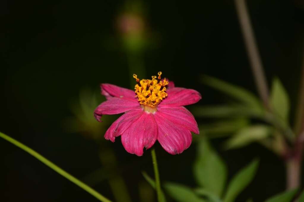 Image of wild cosmos