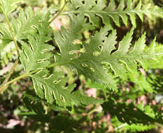 Image of Pteris macilenta A. Rich.