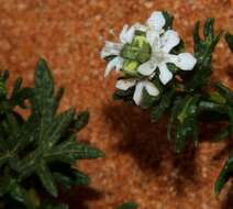 Image of Teucrium sessiliflorum Benth.