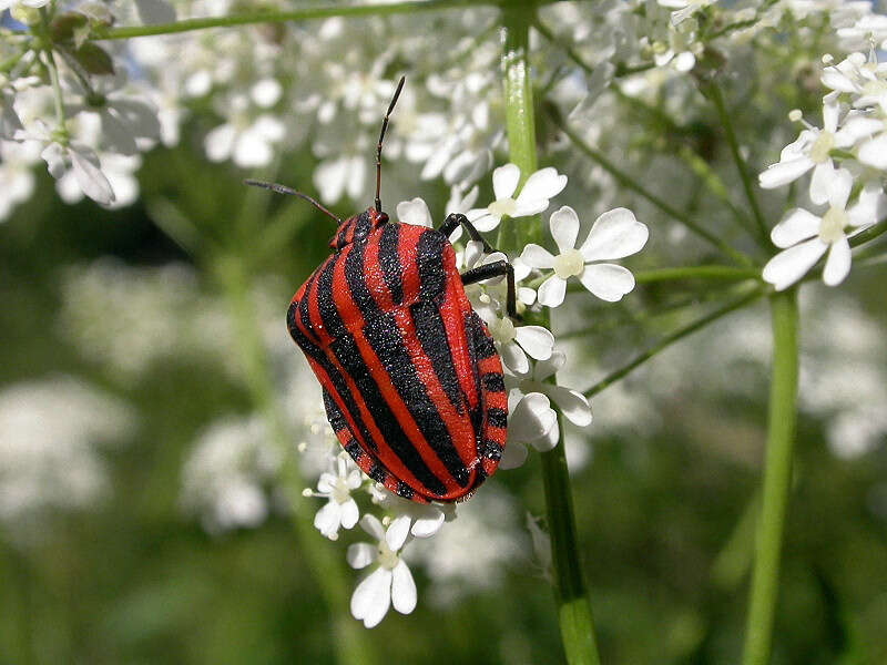 Image of <i>Graphosoma italicum</i>