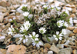 Image of Aleutian chickweed