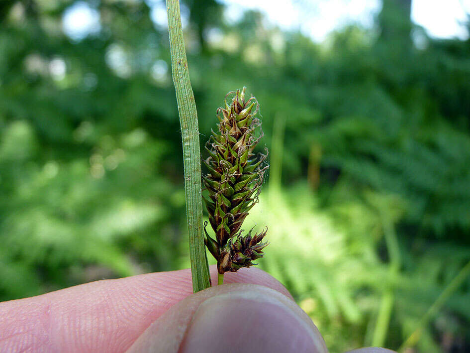 Image of smooth-stalked sedge