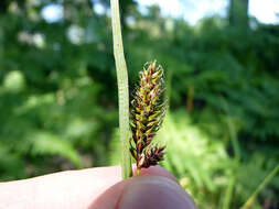 Image of smooth-stalked sedge