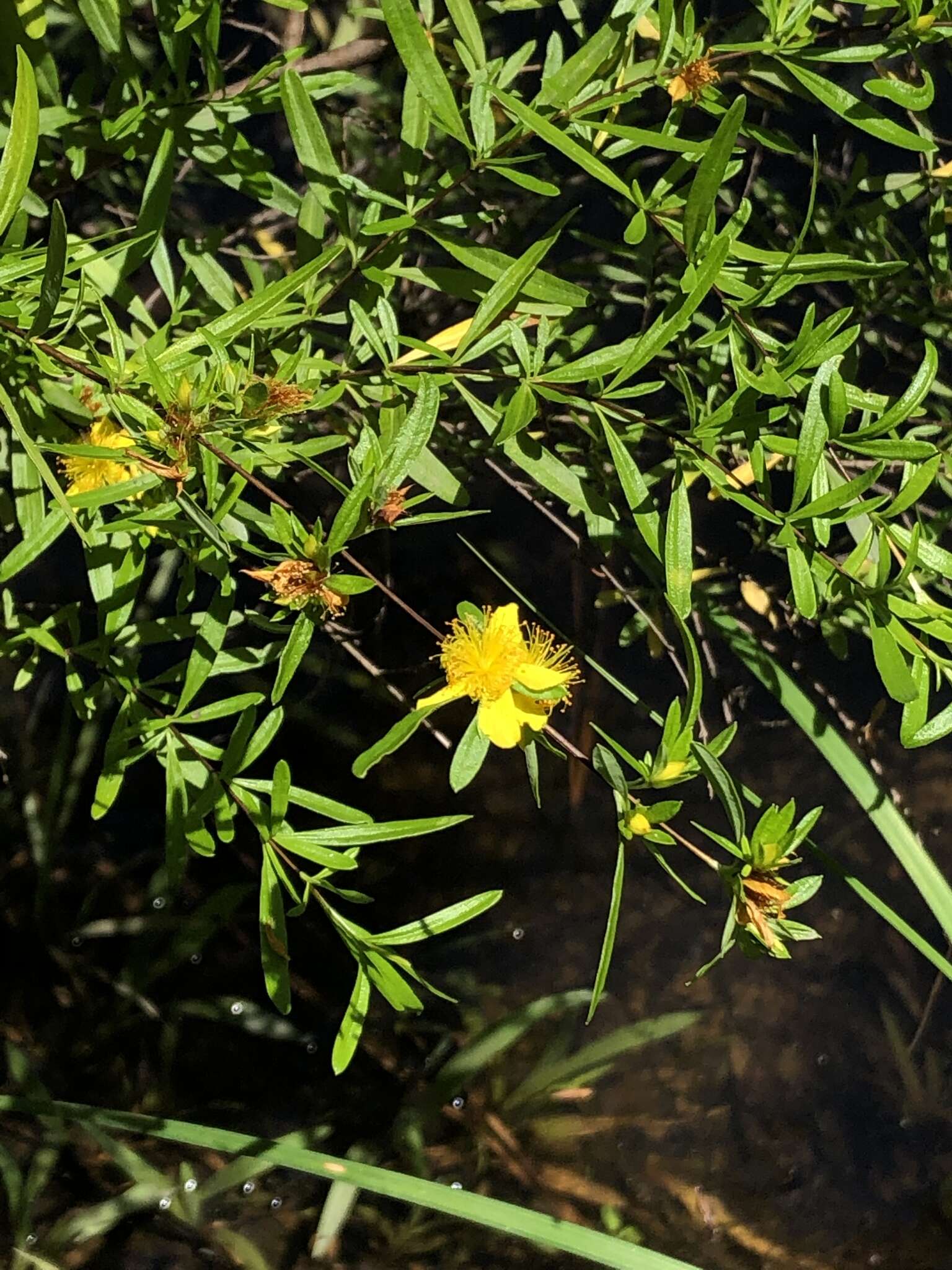 Hypericum galioides Lam.的圖片