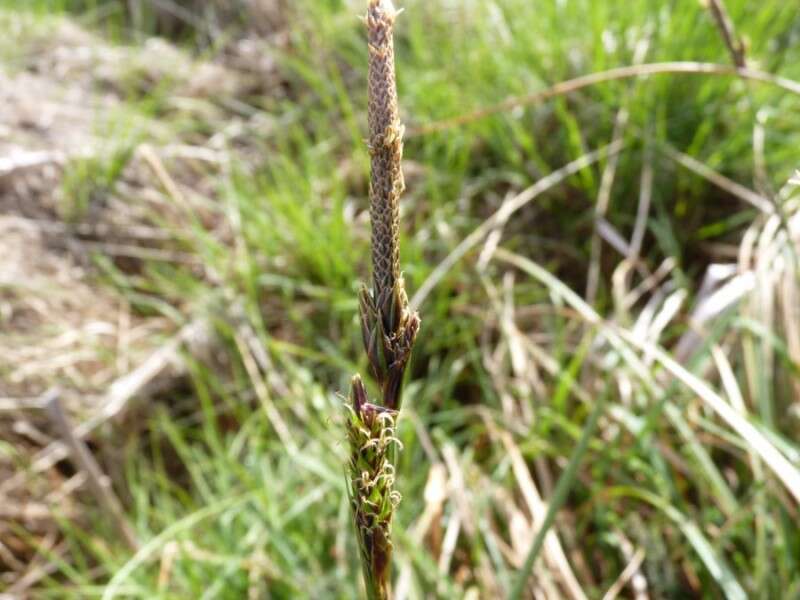 Image of smooth-stalked sedge