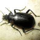 صورة Calosoma (Caminara) reitteri Roeschke 1896