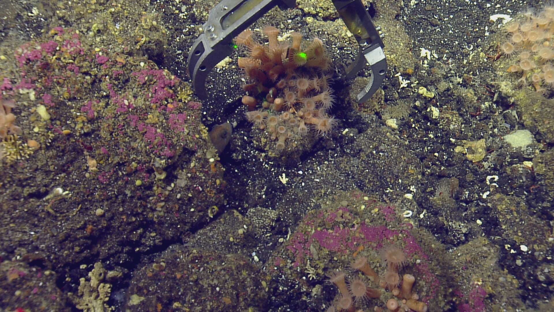 Image of orange encrusting anemone