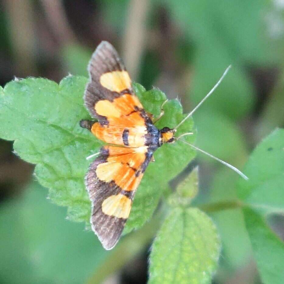 Image of Aethaloessa calidalis tiphalis Walker 1859