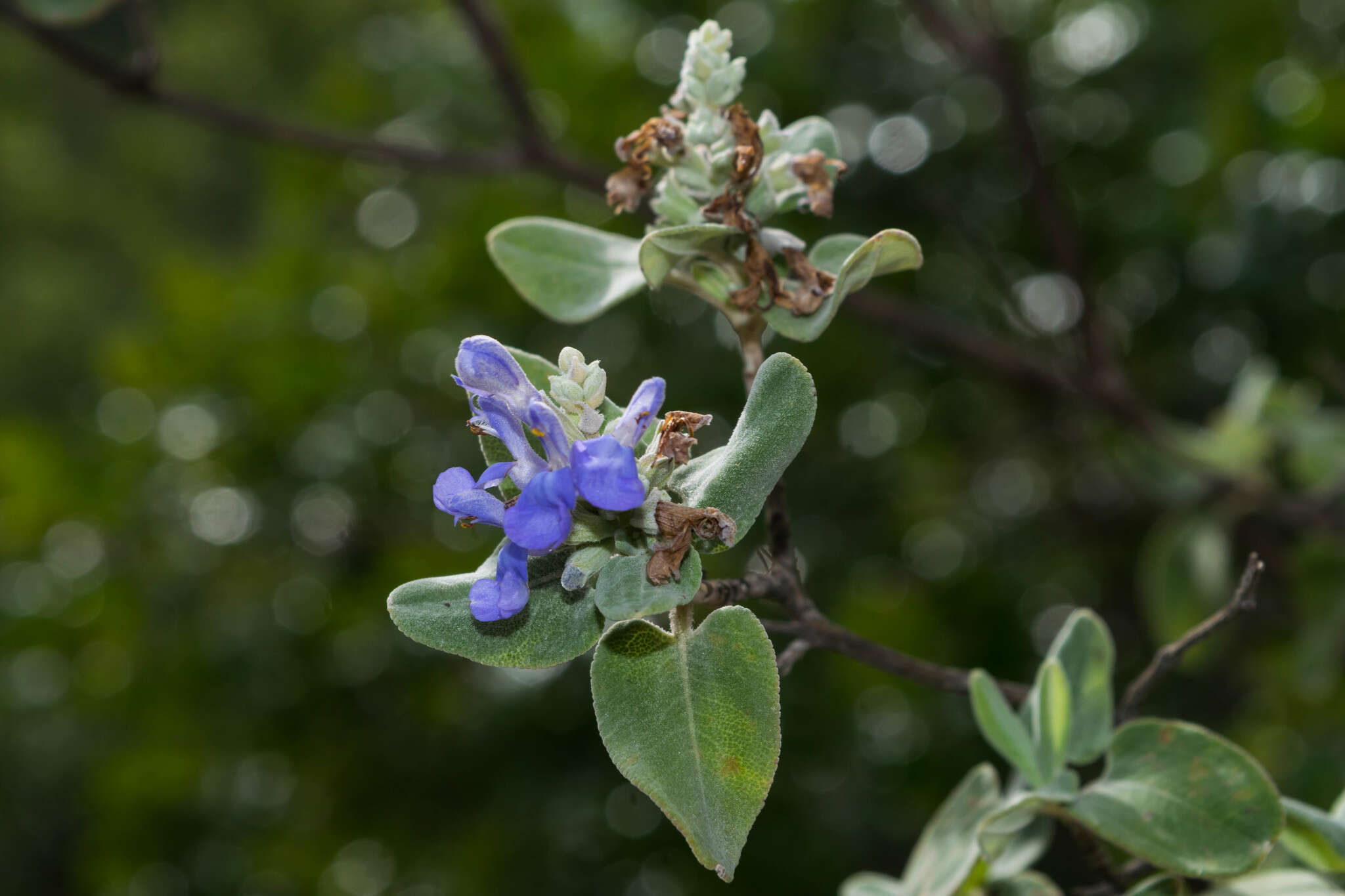 Imagem de Salvia candicans M. Martens & Galeotti