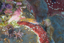 Image of Axelrod's Clown Blenny