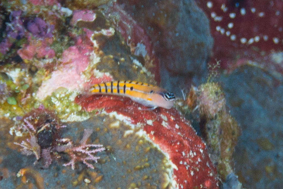 Image of Axelrod's Clown Blenny