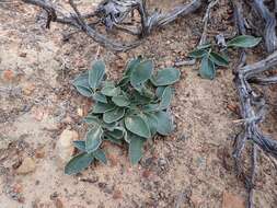 Image of Pelargonium undulatum (Andr.) Harv.