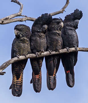 Image of Calyptorhynchus banksii naso Gould 1837