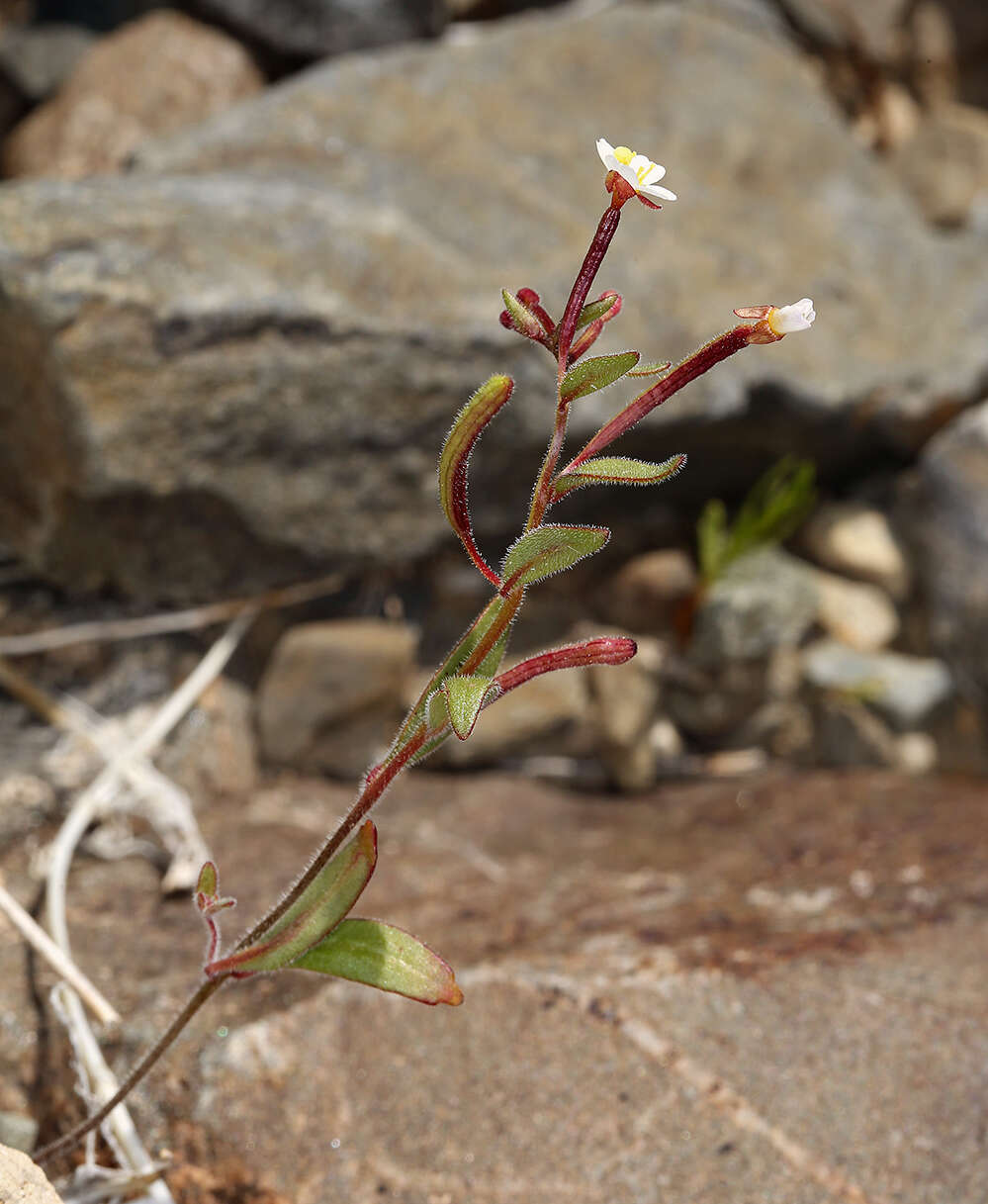 Image of Chylismiella