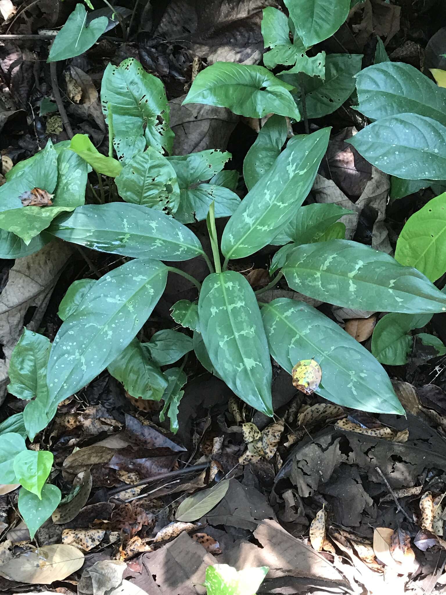 Imagem de Aglaonema commutatum Schott