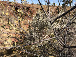 Image of Grevillea wickhamii Meissn.