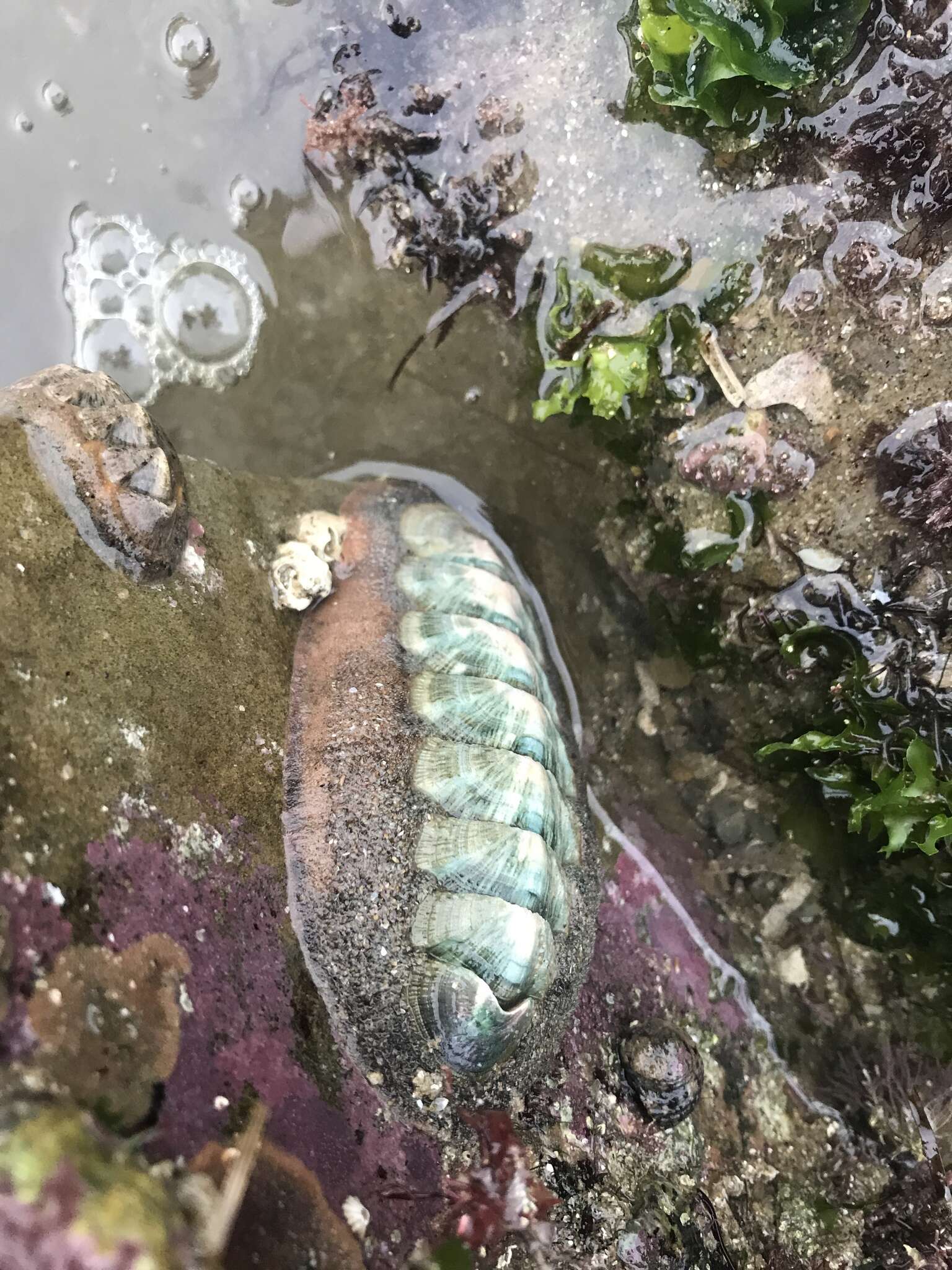 Image of conspicuous chiton