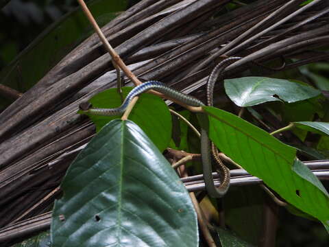 Imagem de Dendrelaphis kopsteini Vogel & Van Rooijen 2007