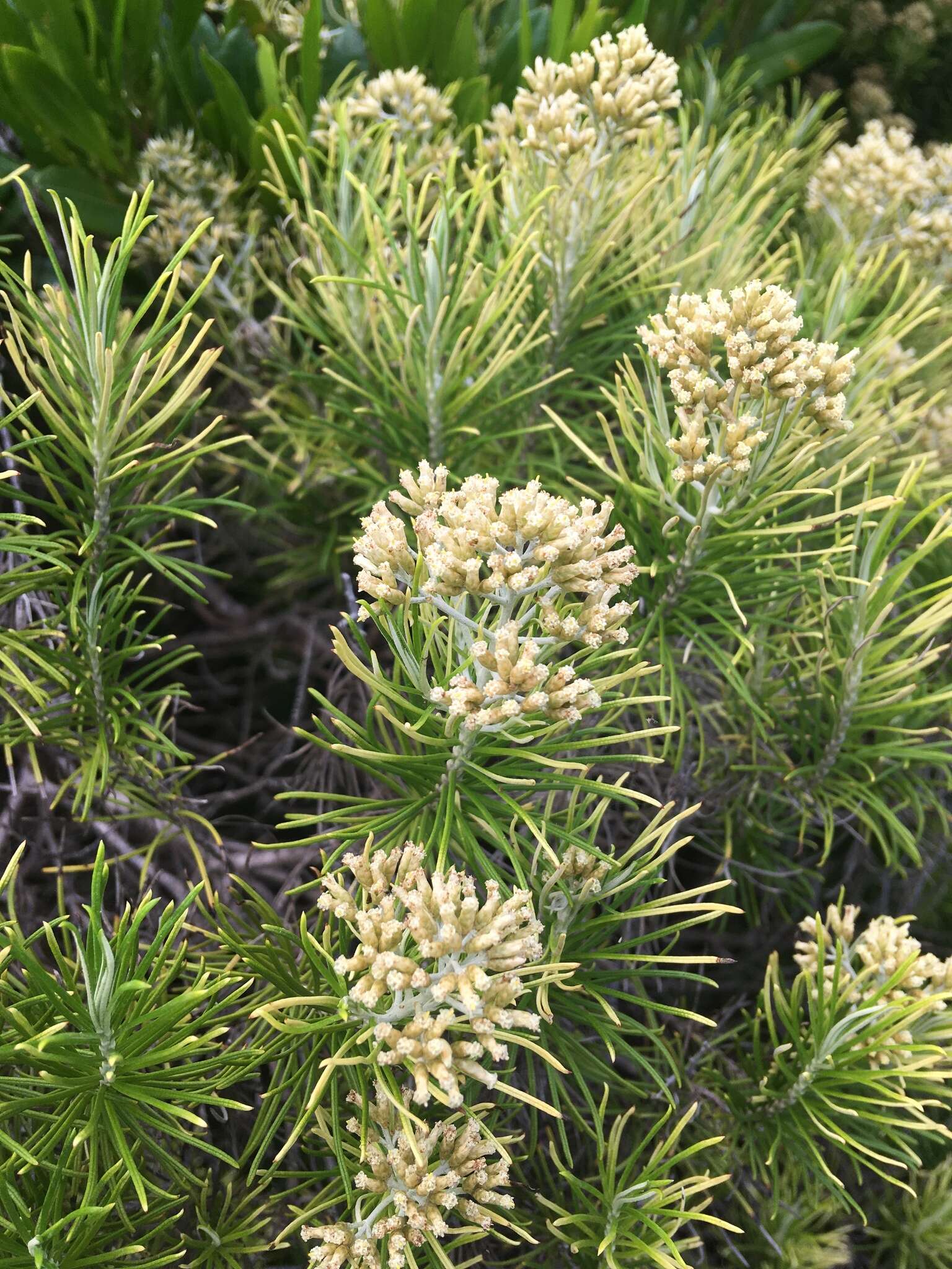 Plancia ëd Cassinia tenuifolia Benth.