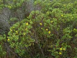 Imagem de Hypericum edisonianum (Small) P. Adams & N. Robson