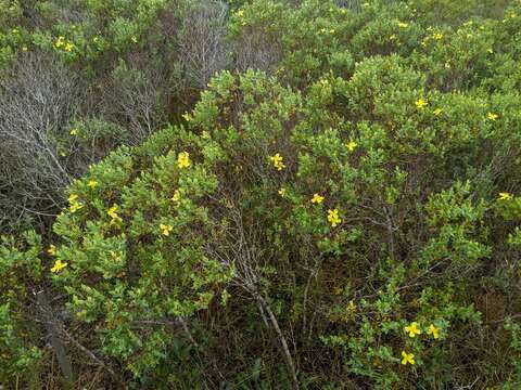 Image of Arcadian St. John's-Wort