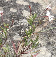 Image of Pelargonium laevigatum subsp. laevigatum