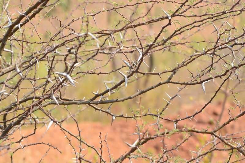 Image of Vachellia horrida (L. fil.) Kyal. & Boatwr.