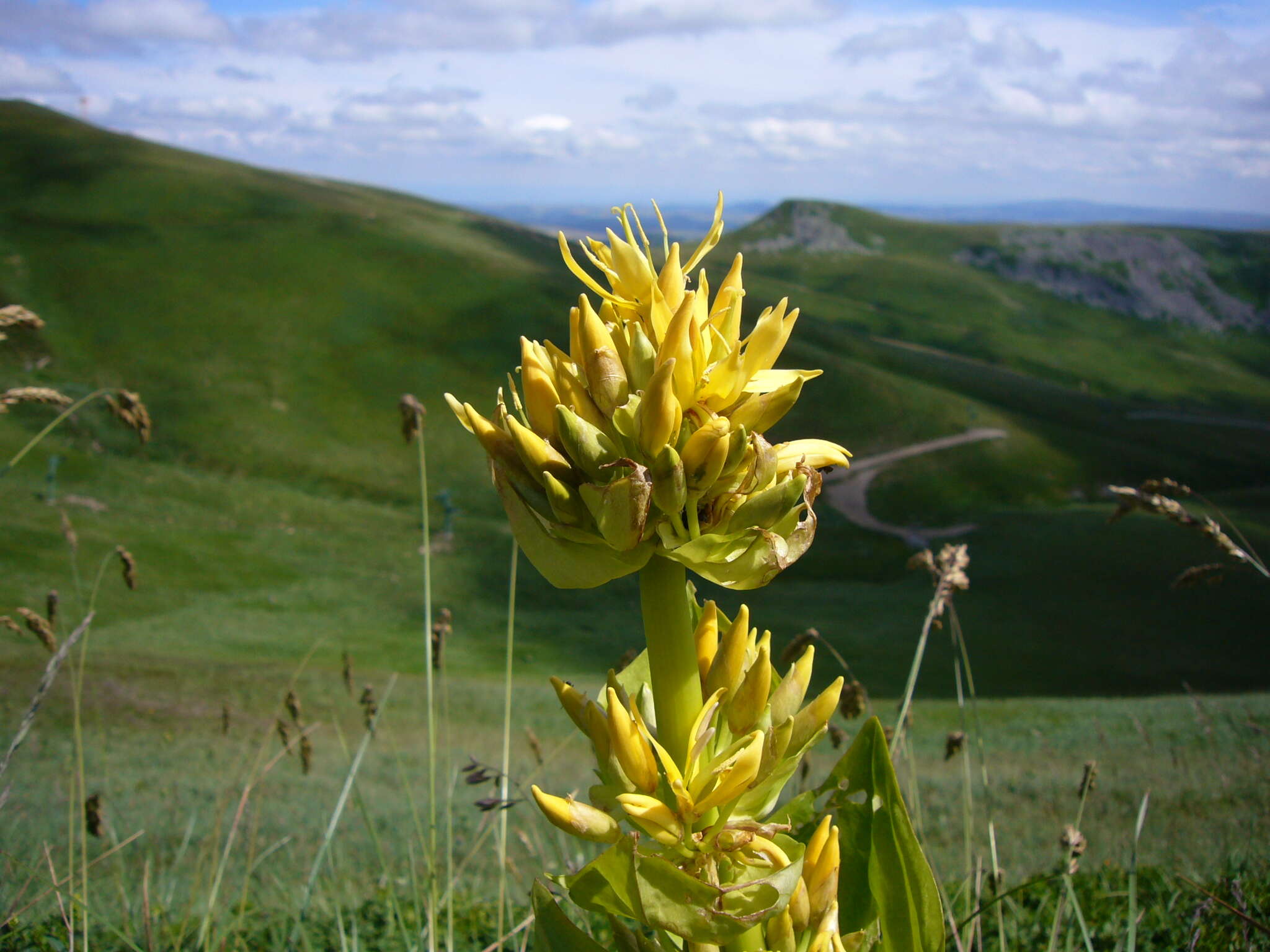 Image of bitter root