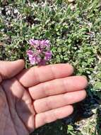 Image of Pedicularis amoena Adams ex Steven