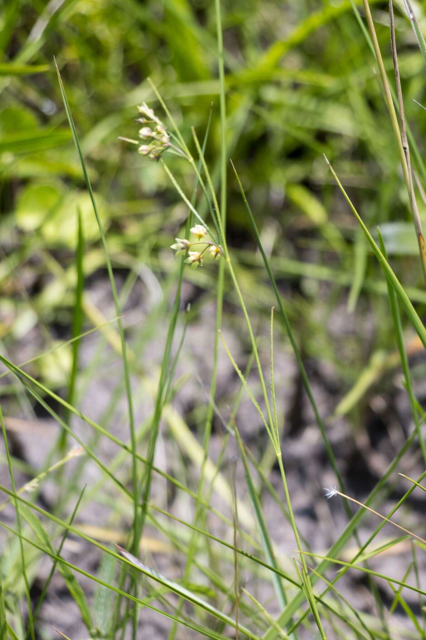 Image of Sisyranthus imberbis Harv.