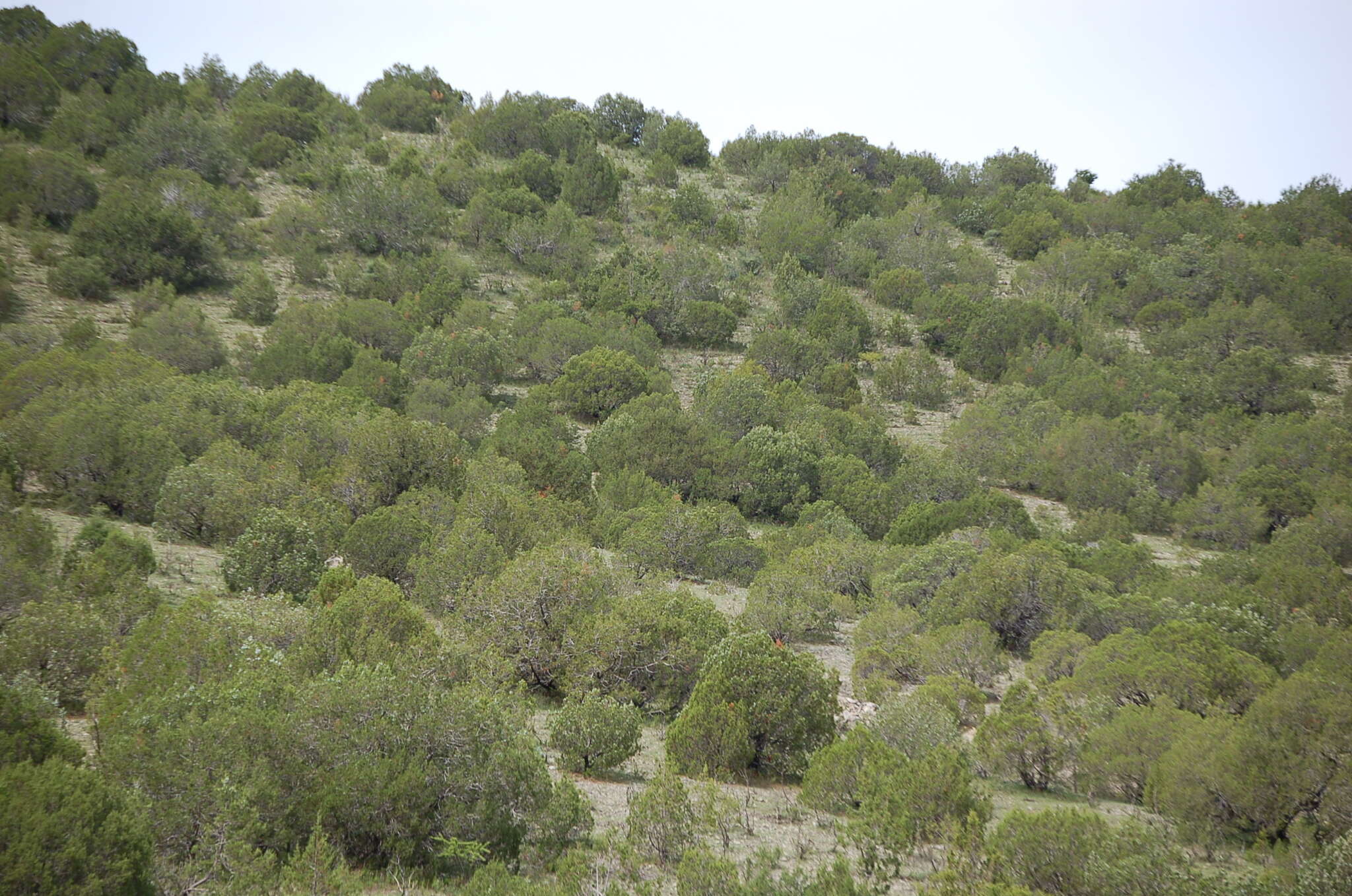 Juniperus deppeana var. zacatecensis Martínez resmi