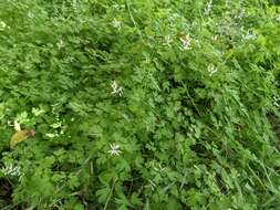Image of Judean Fumitory