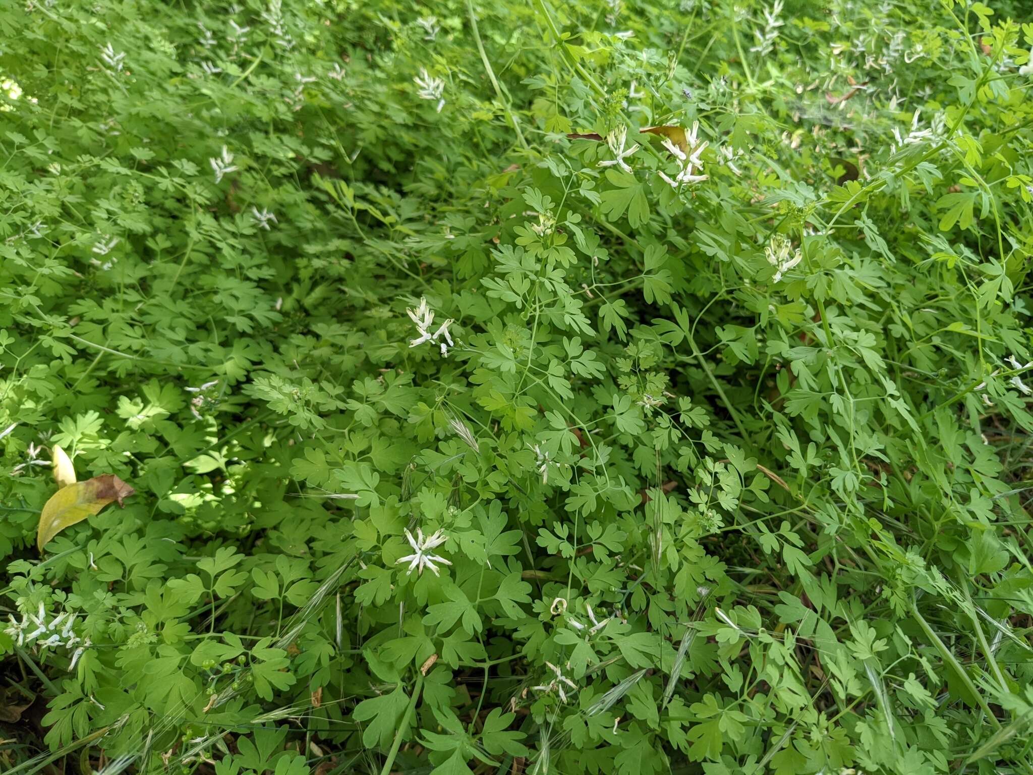 Image of Judean Fumitory