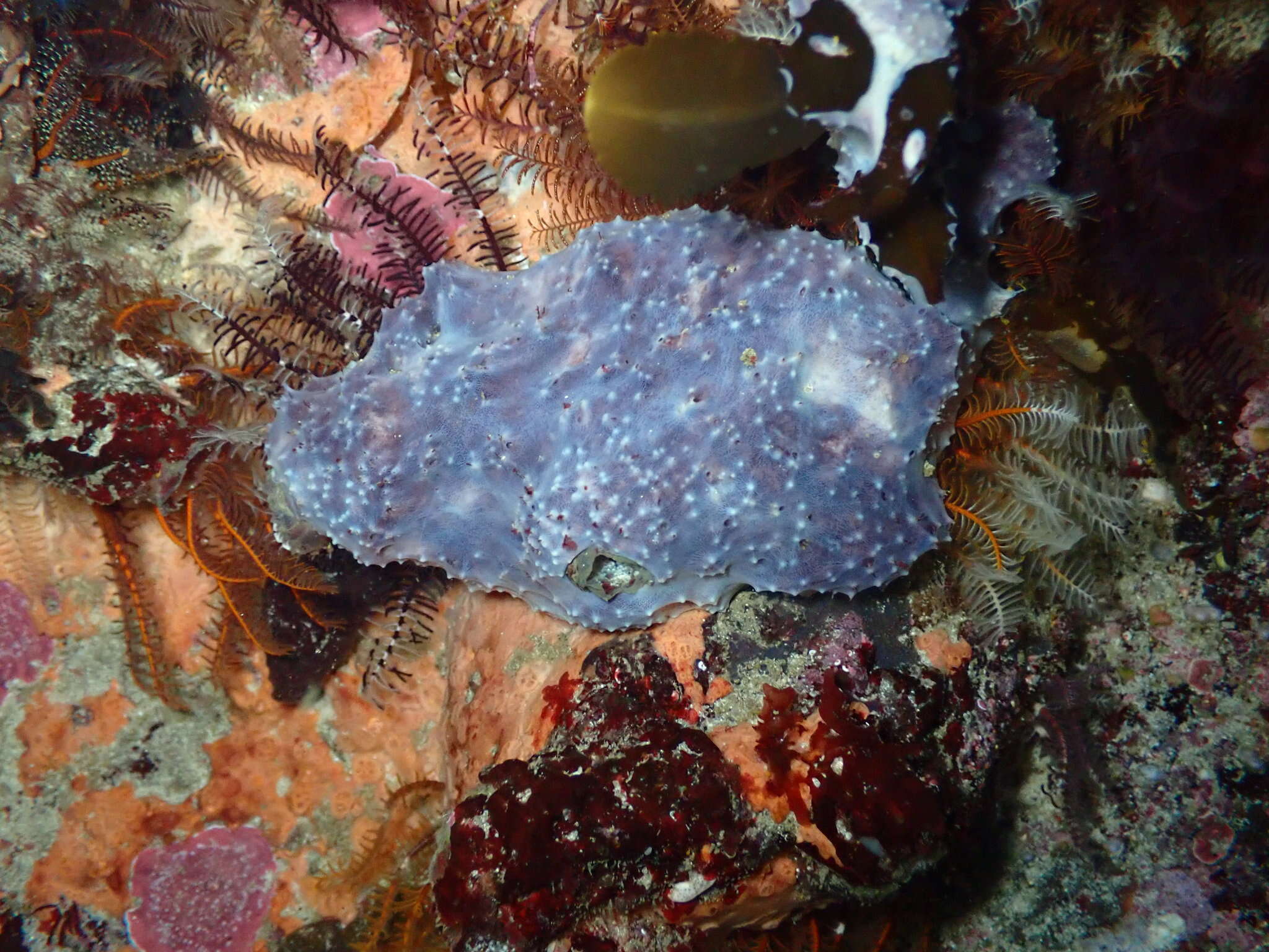 Image of Encrusting turret sponge