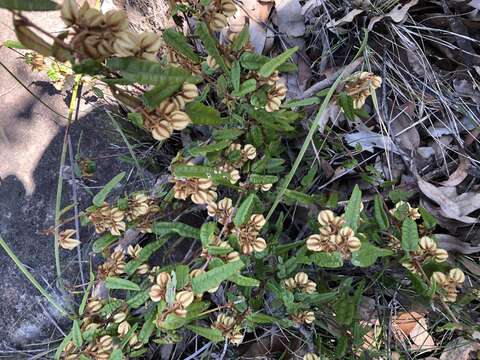 Imagem de Lasiopetalum ferrugineum var. ferrugineum