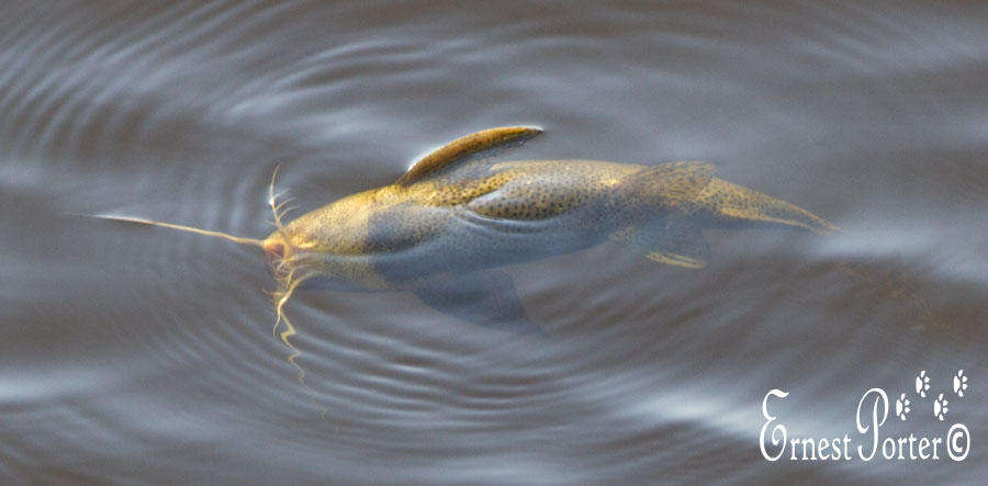 Image of Blackspotted squeaker