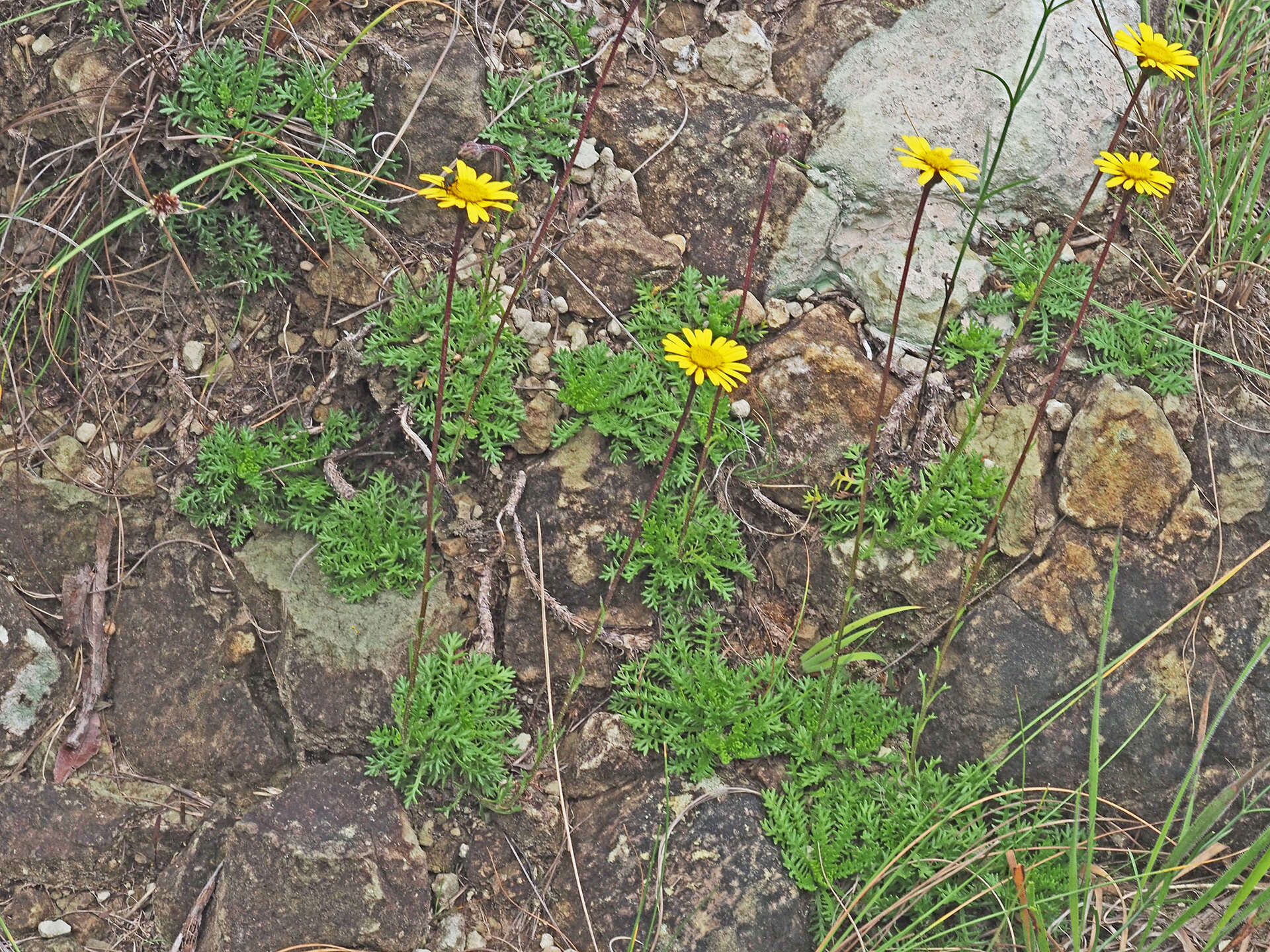 Ursinia alpina N. E. Br. resmi