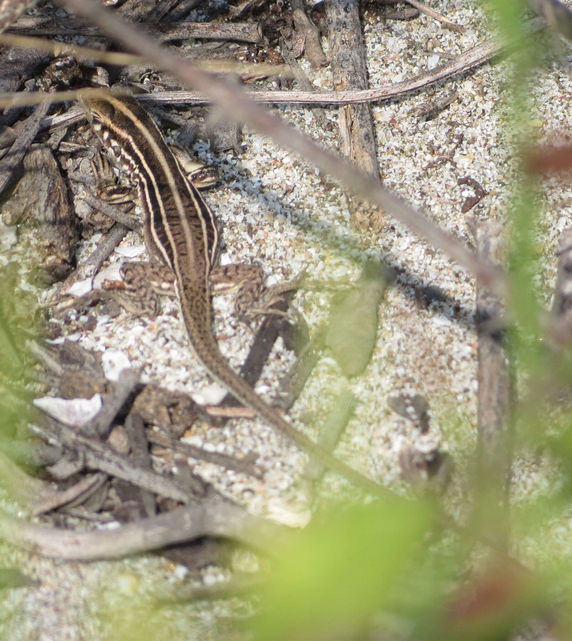 Image of Four-lined Ameiva