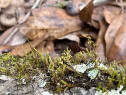 Image of cryphaea moss